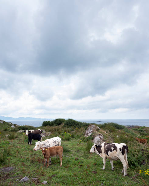 istock cows and calves on kerry peninsula in ireland 1166995702