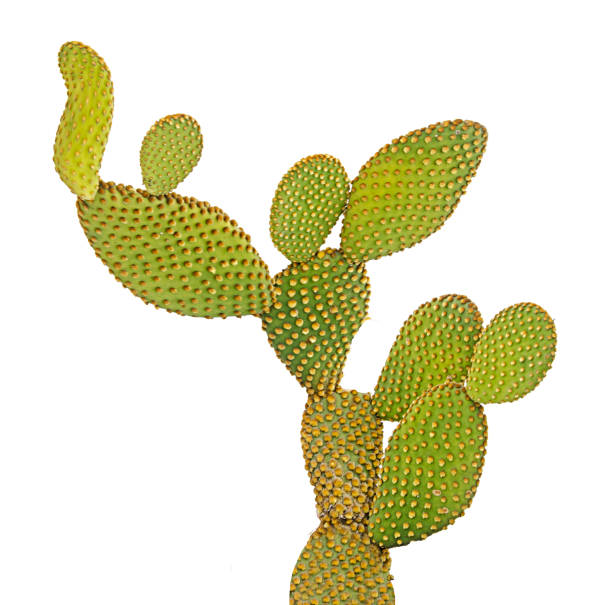 istock Opuntia cactus isolated on white background 1166997891