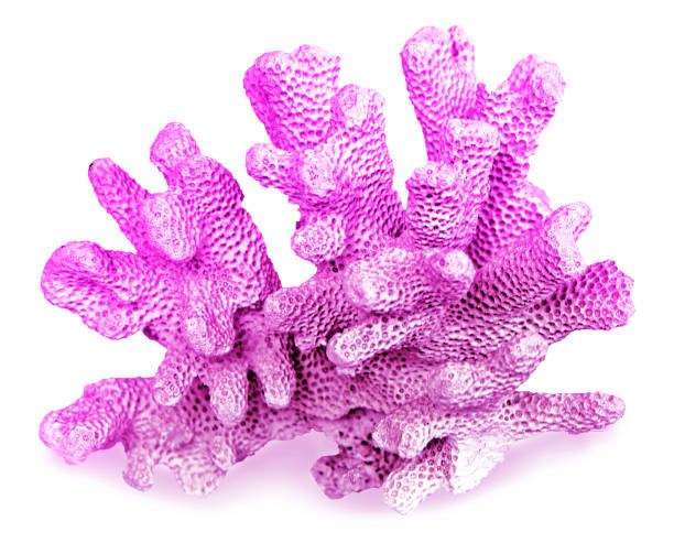 istock coral isolated on white background 1166997950