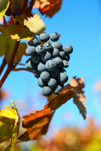uva roja en una vid - napa grape vineyard vine fotografías e imágenes de stock