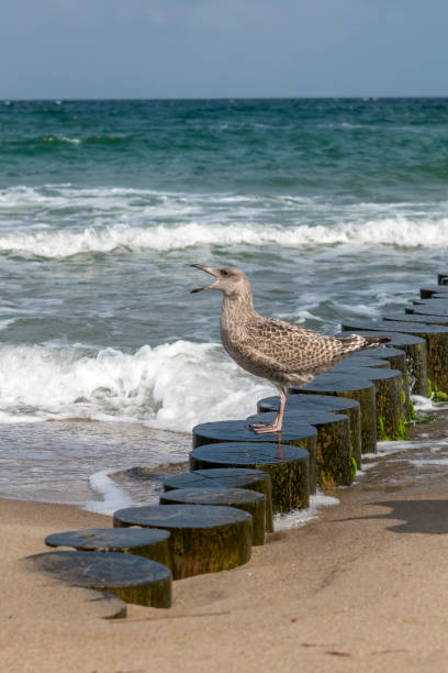 brown herring gull stands screaming on the sandy beach of the baltic sea - sandy brown fotos imagens e fotografias de stock