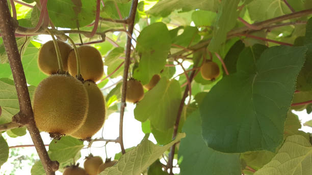 istock kiwi fruit on the tree leaves natural for background 1167002086