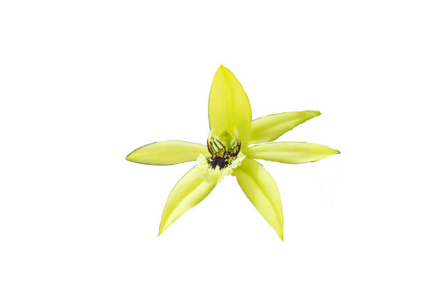 istock close up blooming white orchid isolated on the white background. 1167003572