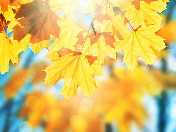 istock Falling autumn maple leaves on colorful blurred background with sunlight and bokeh 1167004400