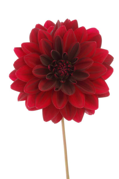 istock Red decorative dahlia flower bloom isolated on white with clipping path 1167006957