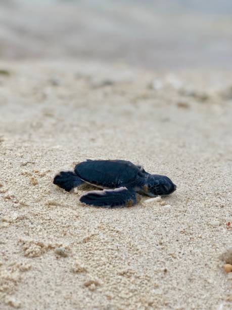 istock Turtle island national park 1167007024