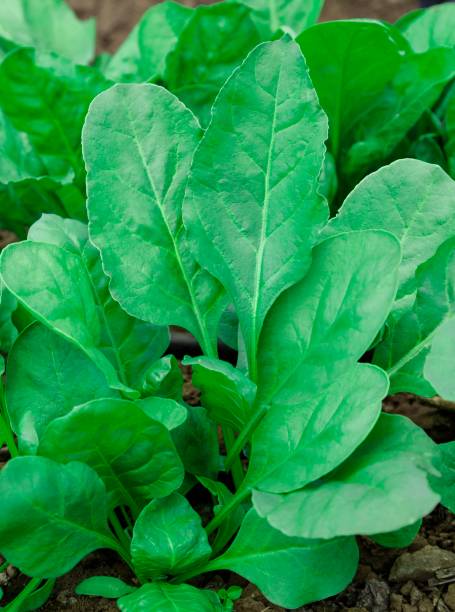 istock Green Spinach plant in field 1167008163