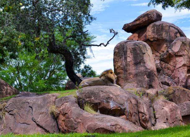 A lion lounging on a rock to relax after a long hard day.
