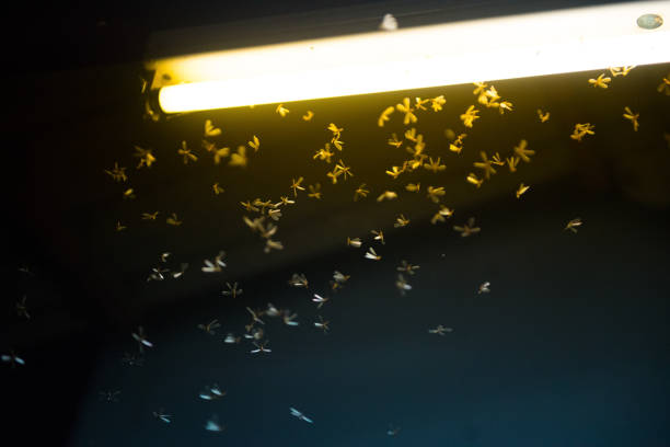 istock moth flying in the fire ,the neon light in night time, it's raining time. 1167008479