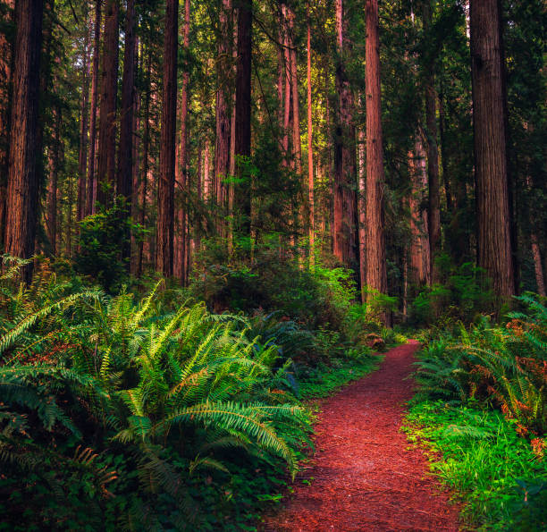 sendero de senderismo a través de un bosque de secuoyas en el norte de california - rainforest redwood sequoia footpath fotografías e imágenes de stock