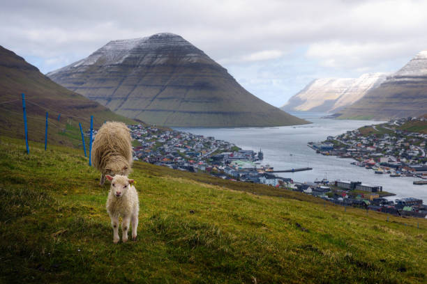 Sheep with a lamb on a hill above the city of Klaksvik in the Faroe Islands Mother sheep with a lamb on a hill above the city of Klaksvik in the Faroe Islands, Denmark green valley denmark stock pictures, royalty-free photos & images