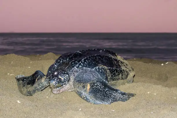 Adult female Leatherback sea turtle (Dermochelys coriacea) on a sandy beach on an island in the Caribbean laying her eggs. Closeup of the animal against a purple sunrise.