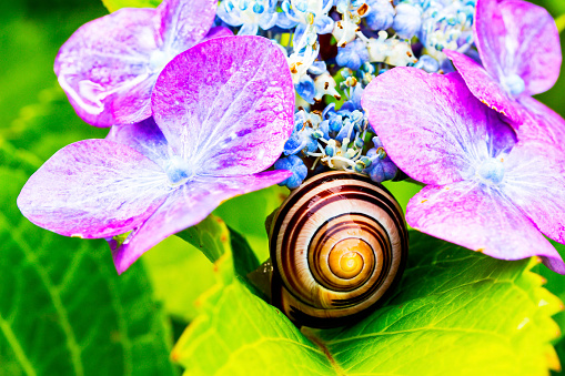 snail in the house sit between flowers