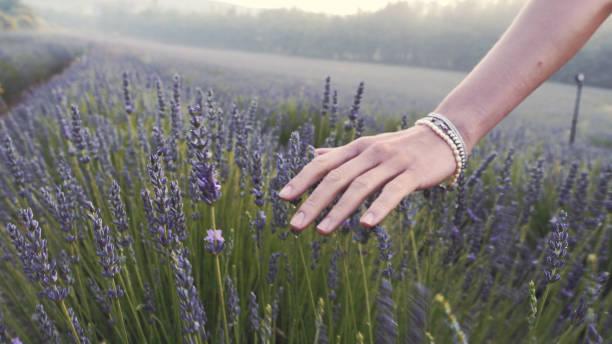 istock Gardener caring for blooming lavender. Soft touch 1167011428