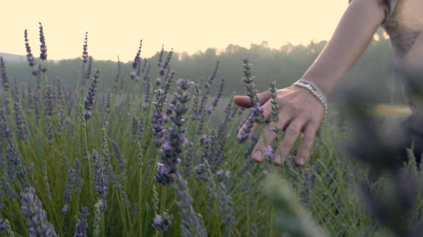 istock Gardener caring for blooming lavender. Soft touch 1167011458