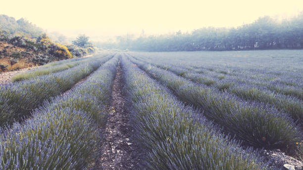 istock Lavender field. Moody morning 1167011472