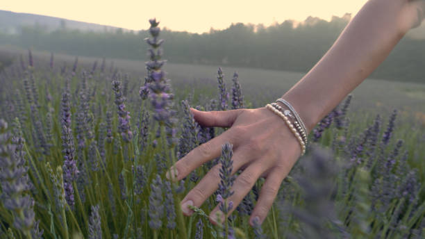 istock Gardener caring for blooming lavender. Soft touch 1167011474