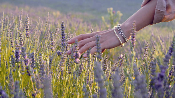 gardener caring for blooming lavender. soft touch - examining medicine healthcare and medicine beauty in nature imagens e fotografias de stock