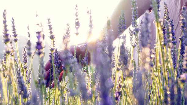 istock Gardener caring for blooming lavender. Soft touch 1167011482