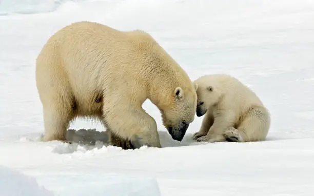 Mother Polar Bear with young searching for food on drift ice north of Svalbard.