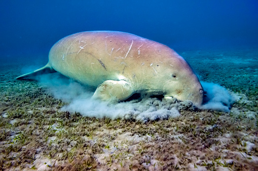 Dugong (Dugong dugon) eating sea grass from sea floor near Marsa Alam, Red Sea in Egypt.