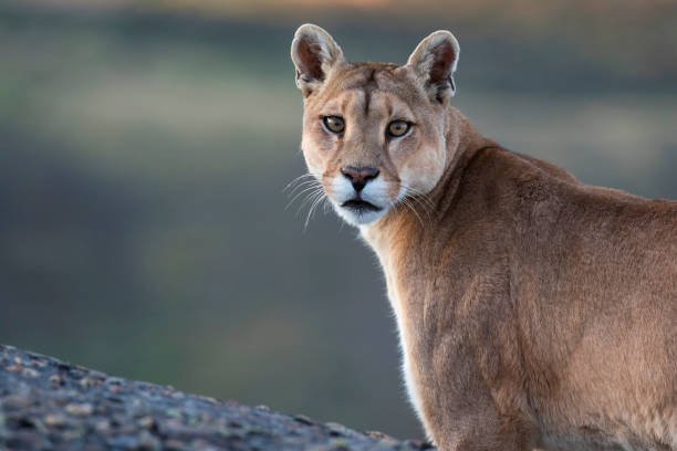 Closeup of a Wild Cougar (Puma concolor concolor) Wild Cougar (Puma concolor concolor) in Torres del Paine national park in Chile. panthers stock pictures, royalty-free photos & images