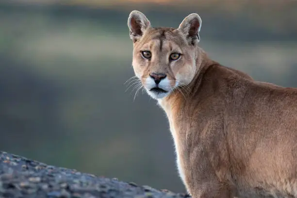 Wild Cougar (Puma concolor concolor) in Torres del Paine national park in Chile.