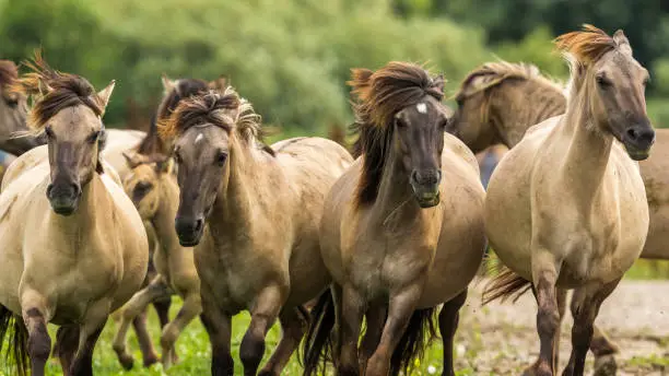 Konik Horses in the Oostvaardersplassen, Netherlands. Flock of running horses.