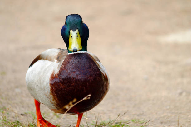duck drake in the wilderness, duck drake male duck photos stock pictures, royalty-free photos & images