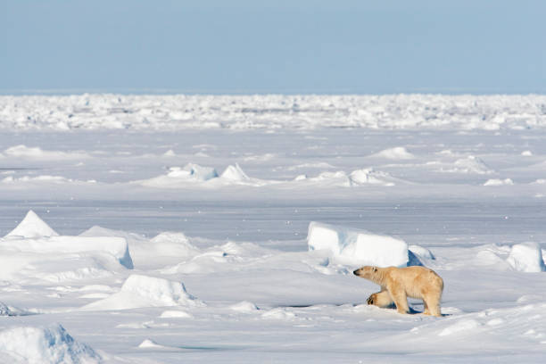 orso polare che cammina sul pack-ice a nord delle svalbard. - polar bear arctic animal snow foto e immagini stock