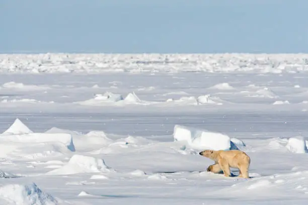 Polar Bear walking on the pack-ice
