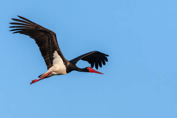 Adult Black Stork (Ciconia nigra) stock photo