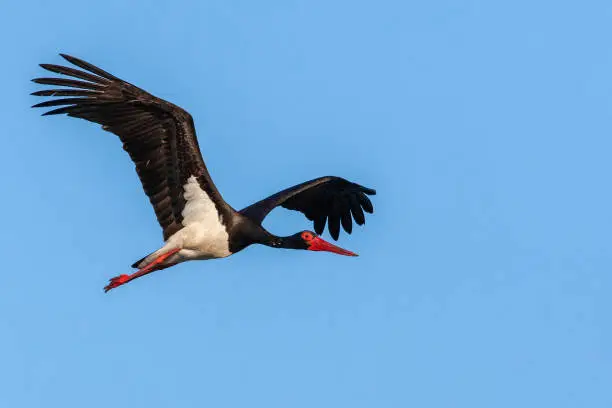 Adult Black Stork (Ciconia nigra) in flight during spring migration on the Greek island Lesvos.
