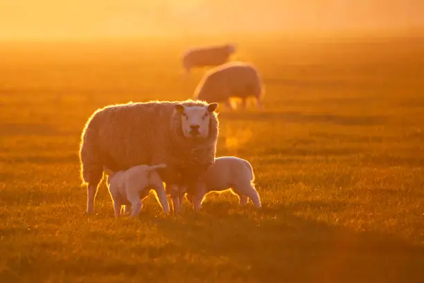 Mother domestic Sheep in evening backlight, Texel, Netherlands. Two young drinking milk