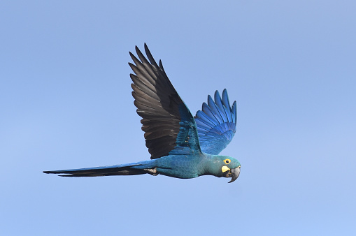 Endangered Lear's Macaw (Anodorhynchus leari), a very species with a highly restricted range in Brazil.