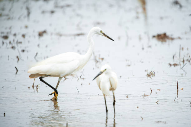 istock White Heron, Bittern,or Egret walking in the fields in Thailand.shallow focus effect. 1167015106