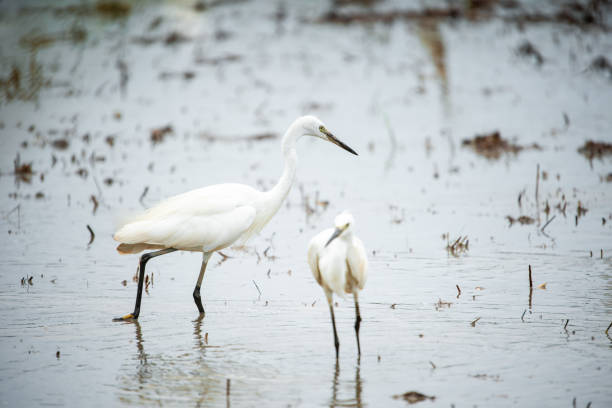istock White Heron, Bittern,or Egret walking in the fields in Thailand.shallow focus effect. 1167015111