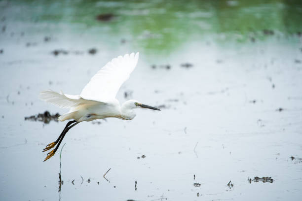 istock White Heron, Bittern,or Egret flying in the fields in Thailand.shallow focus effect. 1167015125