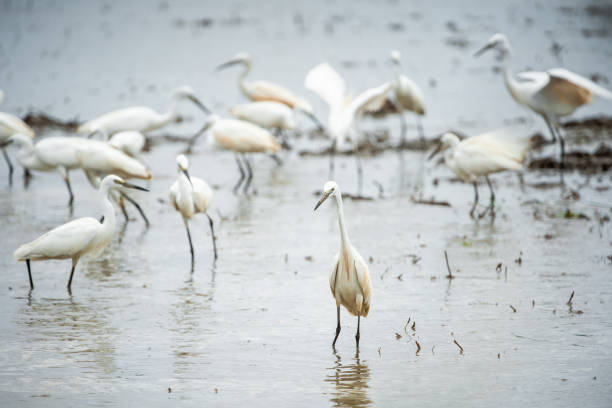 istock White Heron, Bittern,or Egret walking in the fields in Thailand.shallow focus effect. 1167015126
