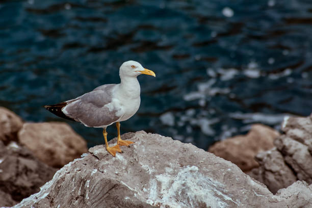 Photo of seagull on the rock