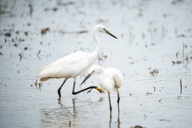 istock White Heron, Bittern,or Egret walking in the fields in Thailand.shallow focus effect. 1167015188