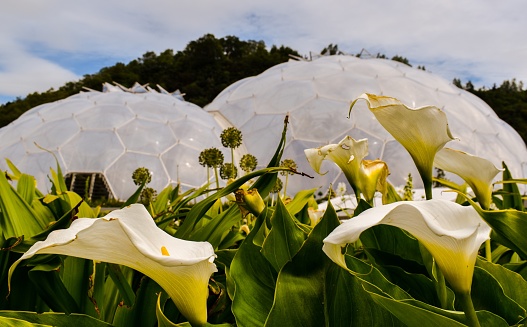 Bright colourful big white petal flowers with the Eden Project Cornwall Biodomes in the background.
