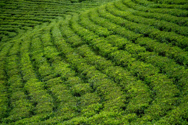 istock Wide View Green Tea Plantation 1167017530