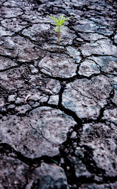 istock Soil drought cracked and dry. World Environment Day. Save earth save life. Natural background and texture 1167017797