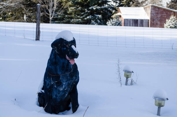 faucon des neiges - uxbridge photos et images de collection