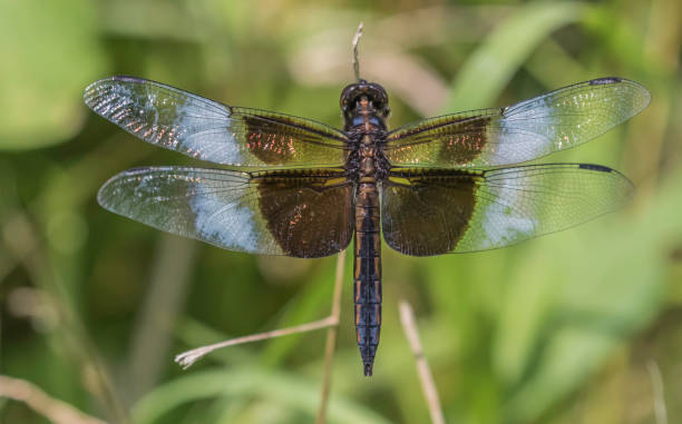 istock widow skimmer on a green long stem 1167019379