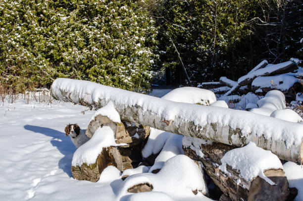 peek un chien de neige de boo - uxbridge photos et images de collection