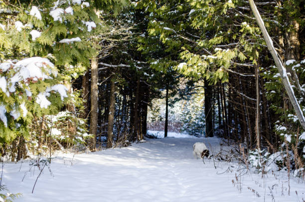 sentier de neige - uxbridge photos et images de collection