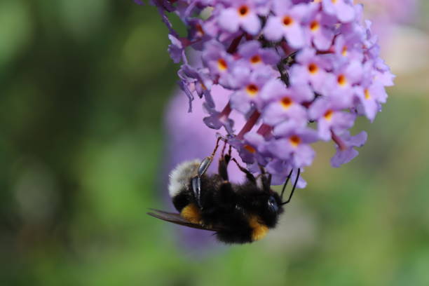Macro bumble bee on purple butterfly bush