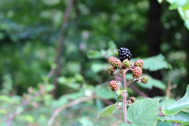istock Blackberries on branch on green bush 1167019717